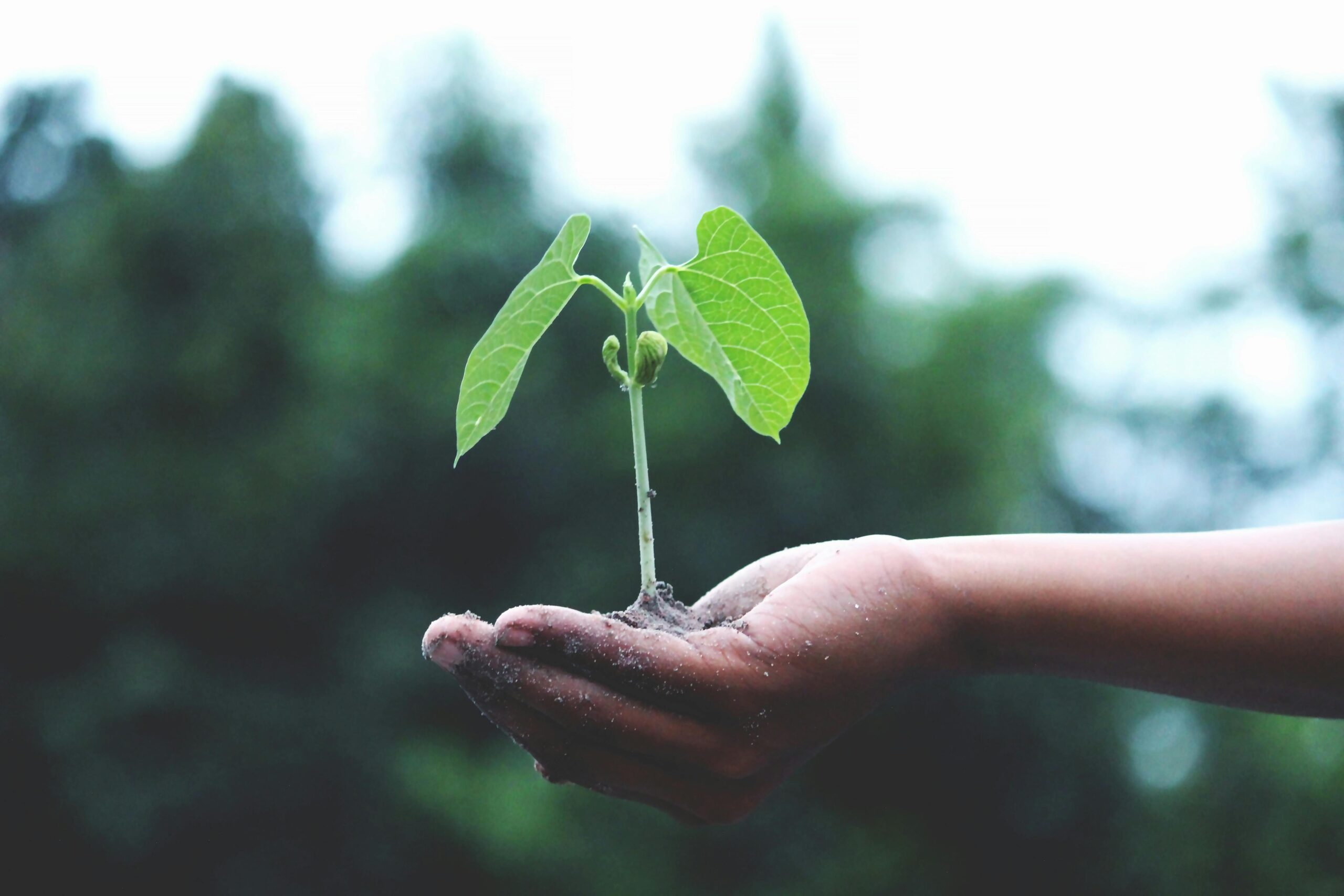 Agricultura intensiva y su impacto en el medio ambiente